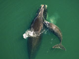 A female right whale gets a playful bump from her new calf