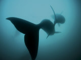 Buy Pair of southern right whales in the Auckland Islands Marine Reserve at AllPosters.com