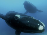 Pair of southern right whales in the Auckland Islands Marine Reserve