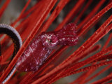 Buy A cuttlefish hiding in red sea whip coral at AllPosters.com