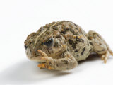 An endangered Amargosa toad