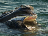 A hanging sieve of baleen on a North Atlantic right whale calf
