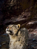 Low-light vision allows snow leopards to hunt in near total darkness