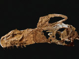 Skull of an adult Guanlong wucaii, the earliest known tyrannosaur
