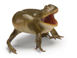A Budgett's frog
