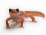 An Ensantina salamander