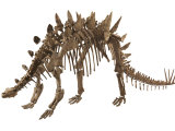 The spike covered skeleton of a Tuojiangosaurus