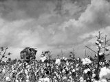 Buy Cotton Picking Machine Doing the Work of 25 Field Hands on Large Farm in the South at AllPosters.com
