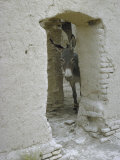 Donkey Peering Through Open Passage Way in White-Washed Wall in Ruined City
