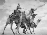 Arab Legionnaries Riding their Camels
