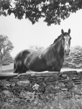 Horse with a White Nose, Standing Behind a Stone Fence