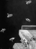 Buy Honeybees at AllPosters.com