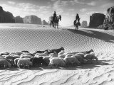 Native American Indians Herding their Sheep Through Desert
