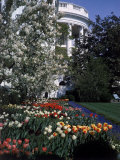 Buy Flowers Blooming in the The White House Gardens at AllPosters.com