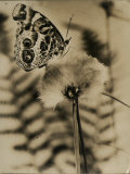 Sepia Photo of Butterfly on a Dandelion
