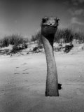 Ostrich in Sand