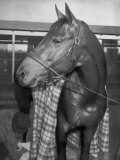 Championship Horse Seabiscuit Standing in Stall after Winning Santa Anita Handicap
