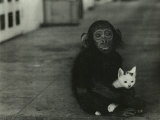 Doctor Albert Schweitzer in Africa