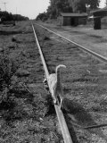 Buy Alley Cat Serenely Walking the Tracks at AllPosters.com