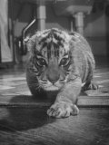 Rajpur, a Tiger Cub, Being Cared for by Mrs. Martini, Wife of the Bronx Zoo Lion Keeper