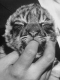 Tiger Cub Sucking a Human's Finger