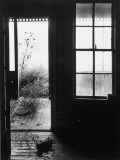 Tumbleweed Blowing into the Door of a Prairie Home Livingroom