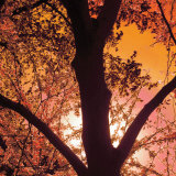 Sunset Forest I