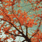 Sunset Forest II