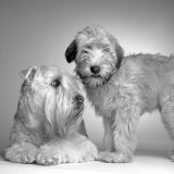 Buy Ruff and Daisy at AllPosters.com