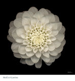 Dahlia no. 22