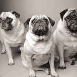 Three Pugs