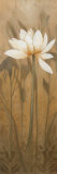 Blossoming Lotus II