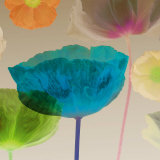 Buy Poppy Panorama II at AllPosters.com