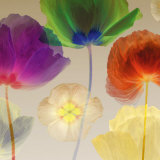 Poppy Panorama I