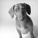 Buy Cecil at AllPosters.com