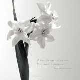Daffodil Secrets