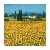 Farm Near Siena