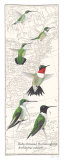 Ruby Throated Hummingbird
