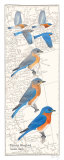 Eastern Bluebird