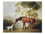 Bay Horse and White Dog
