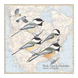 Black Capped Chickadee