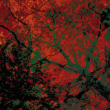 Buy Vegetaux 12, 2008 at AllPosters.com