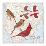 Northern Cardinal