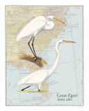 Great Egret