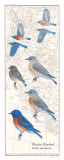 Western Bluebird