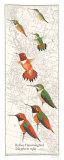 Rufous Hummingbird