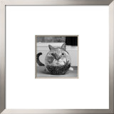 Buy Cat Fish at AllPosters.com