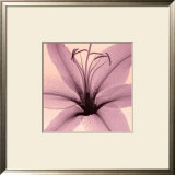 Buy Lily at AllPosters.com