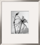 Columbine II