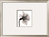 Daffodil II